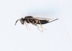 Gastrancistrus