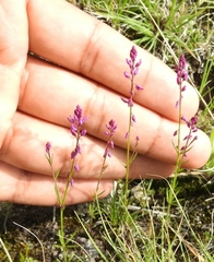 Polygala glochidiata