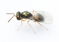 Halticoptera