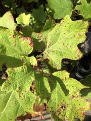 Cercospora hydrangeae