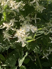 Clematis flammula