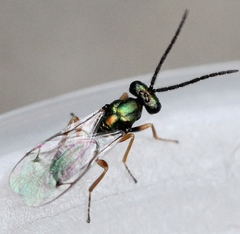 Lamprotatus claviger