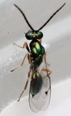 Lamprotatus claviger