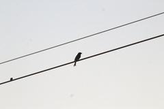 Dicrurus adsimilis fugax