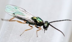 Lamprotatus claviger
