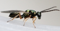 Lamprotatus claviger