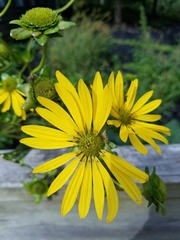 Silphium perfoliatum
