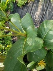Silphium perfoliatum