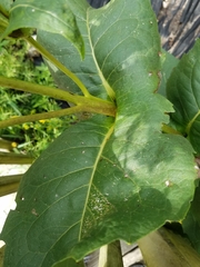 Silphium perfoliatum