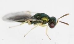 Mesopolobus sericeus