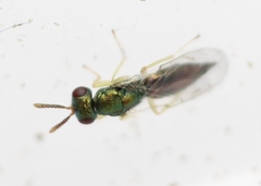 Mesopolobus sericeus