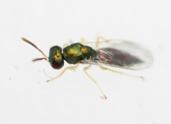 Mesopolobus sericeus