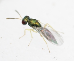 Mesopolobus sericeus