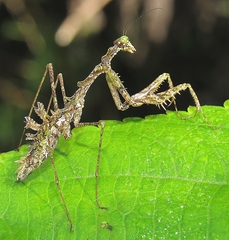Pseudopogonogaster mirabilis