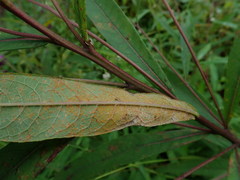Puccinia vernoniae