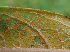 Puccinia vernoniae