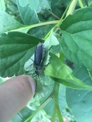 Epicauta cinerea-group