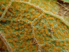 Puccinia vernoniae