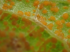 Puccinia vernoniae