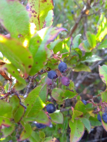 Madeira blueberry