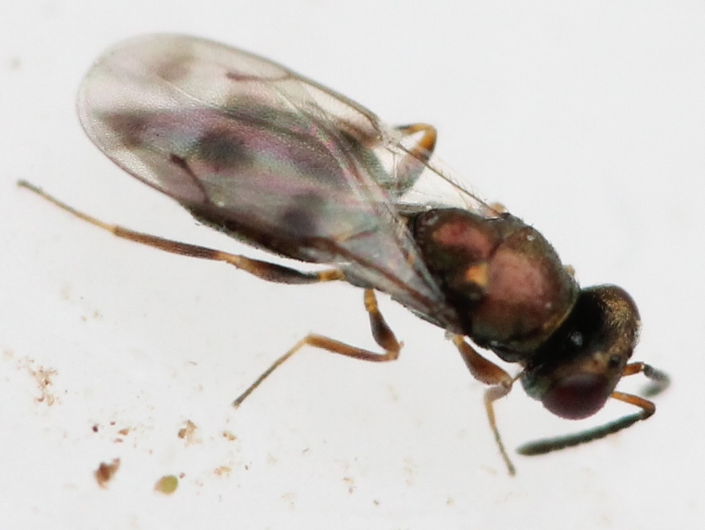 Nephelomalus