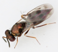 Nephelomalus conspersus