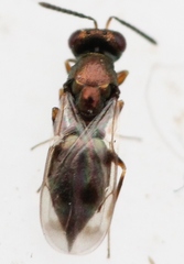 Nephelomalus conspersus