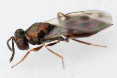 Nephelomalus conspersus