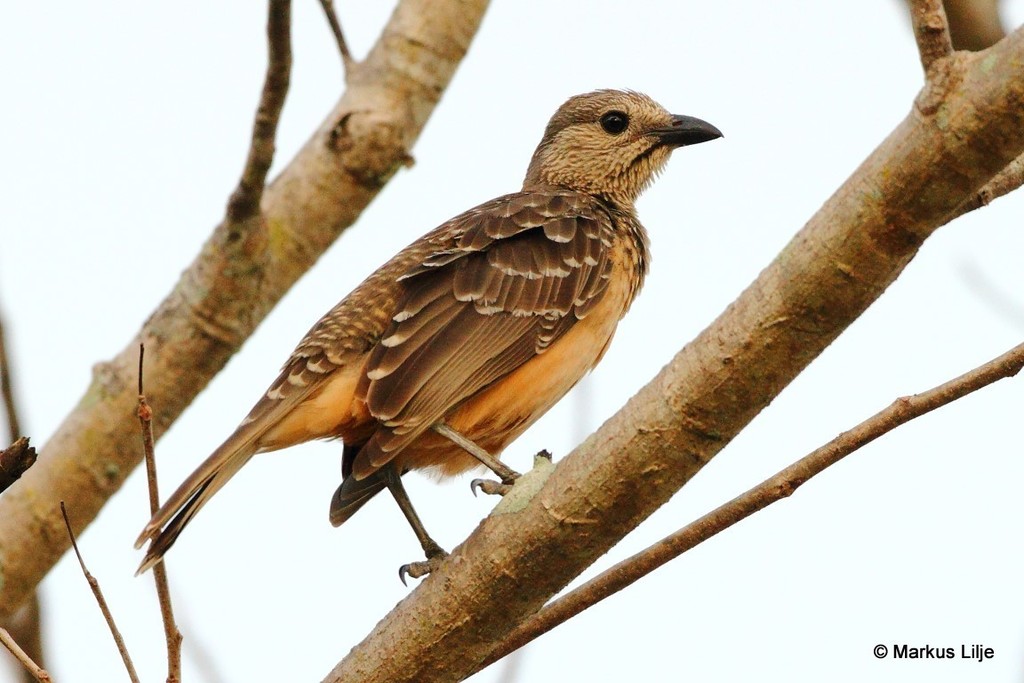 Fawn-breasted Bowerbird photo