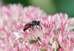 Sphecodes davisii