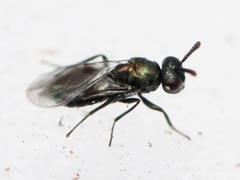 Ormocerus vernalis