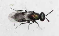 Ormocerus vernalis