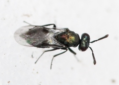 Ormocerus vernalis