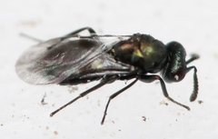 Ormocerus vernalis