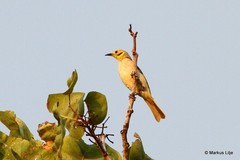Ptilotula flavescens