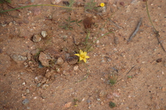 Romulea citrina