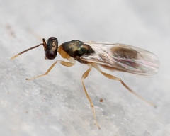 Pandelus flavipes