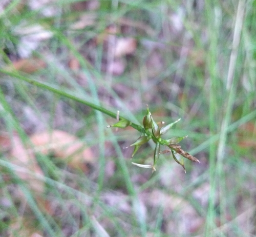 Carex peregrina image