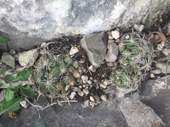 Coryphantha delicata