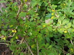 Berberis thunbergii