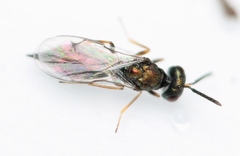 Plutothrix coelius