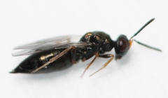 Plutothrix coelius