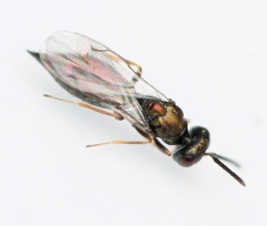 Plutothrix coelius