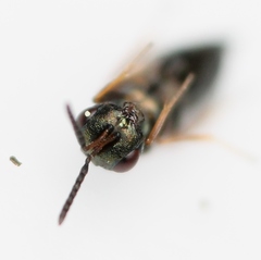 Plutothrix coelius