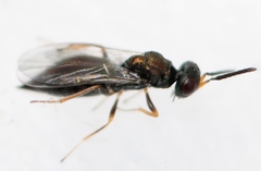 Plutothrix coelius