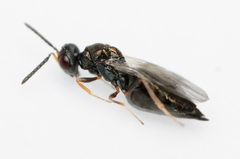 Plutothrix coelius