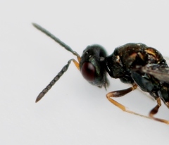 Plutothrix coelius