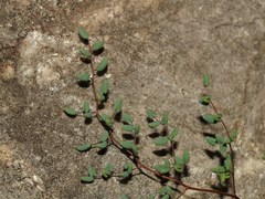 Argyrochosma microphylla