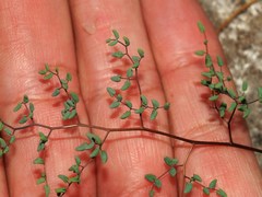 Argyrochosma microphylla