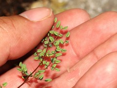 Argyrochosma microphylla